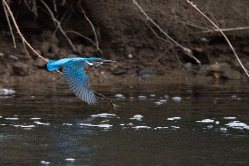 Heimflug