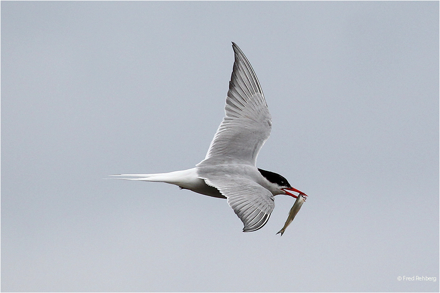 Heimflug