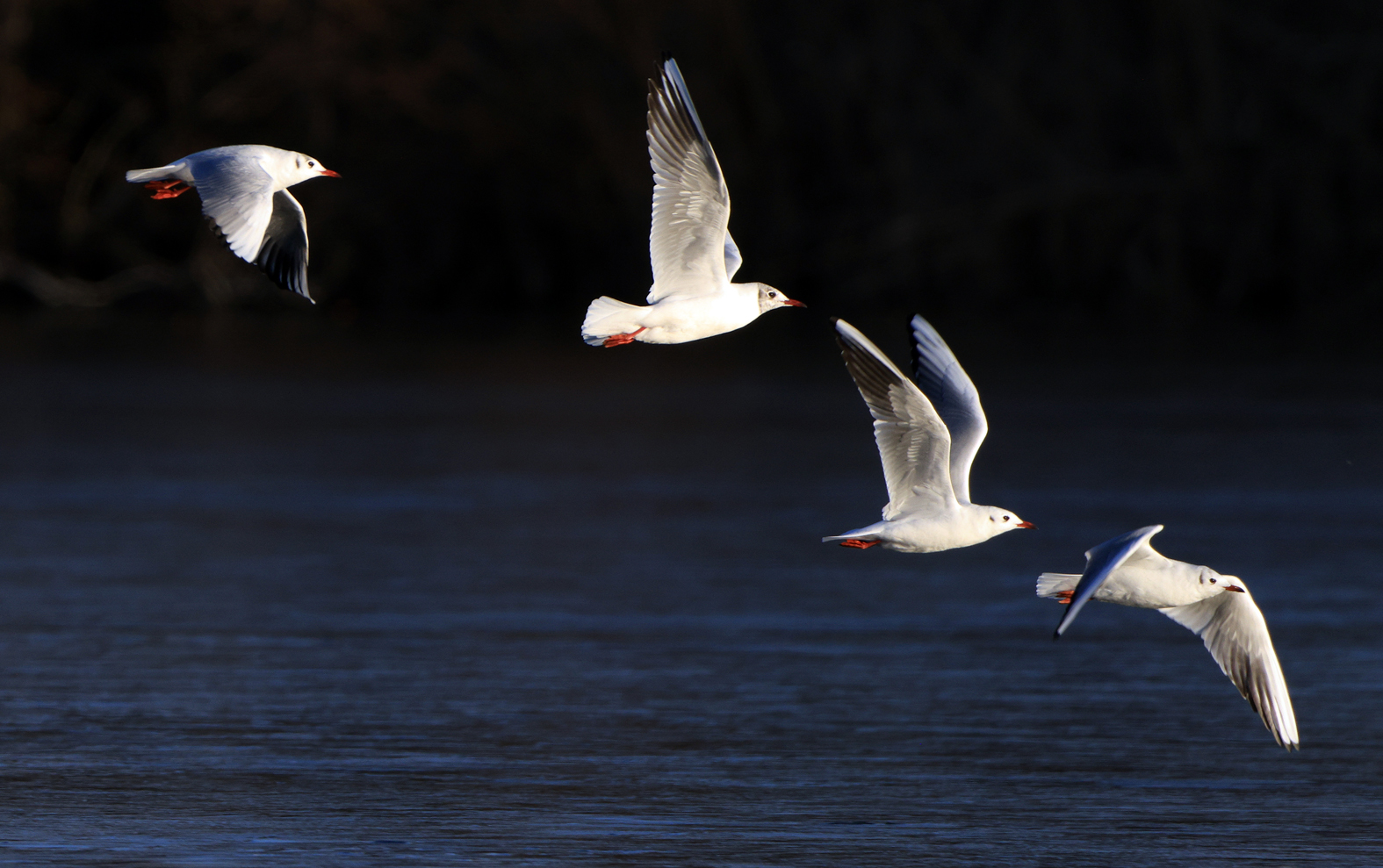 Heimflug