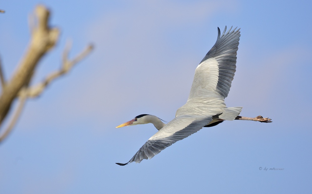 Heimflug