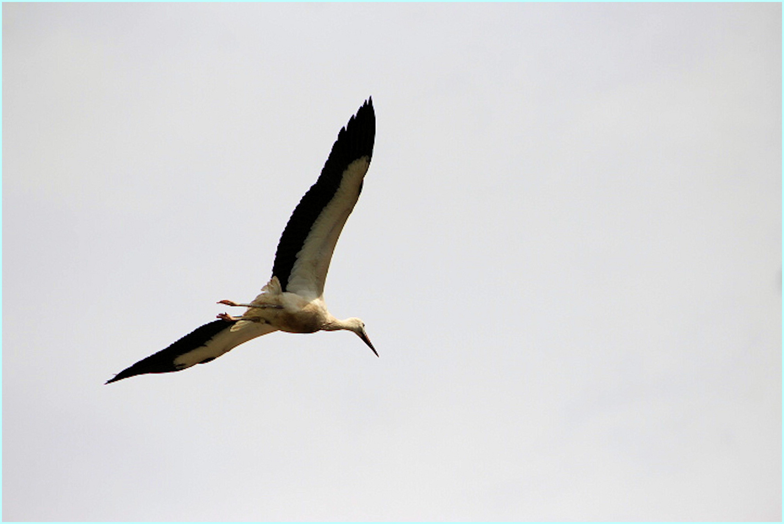 Heimflug in den Luisenpark