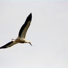 Heimflug in den Luisenpark