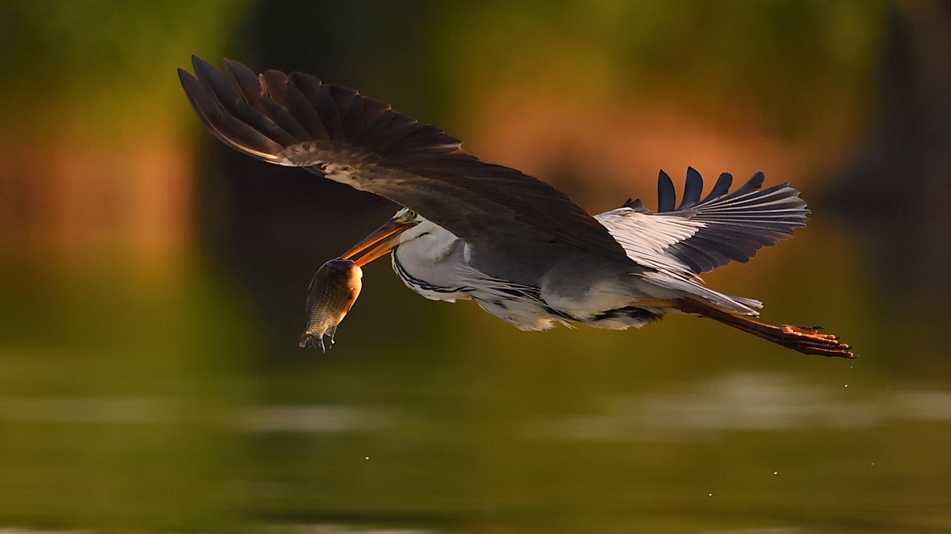 "Heimflug" nach erfolgreichem Fang am Morgen!