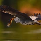 "Heimflug" nach erfolgreichem Fang am Morgen!