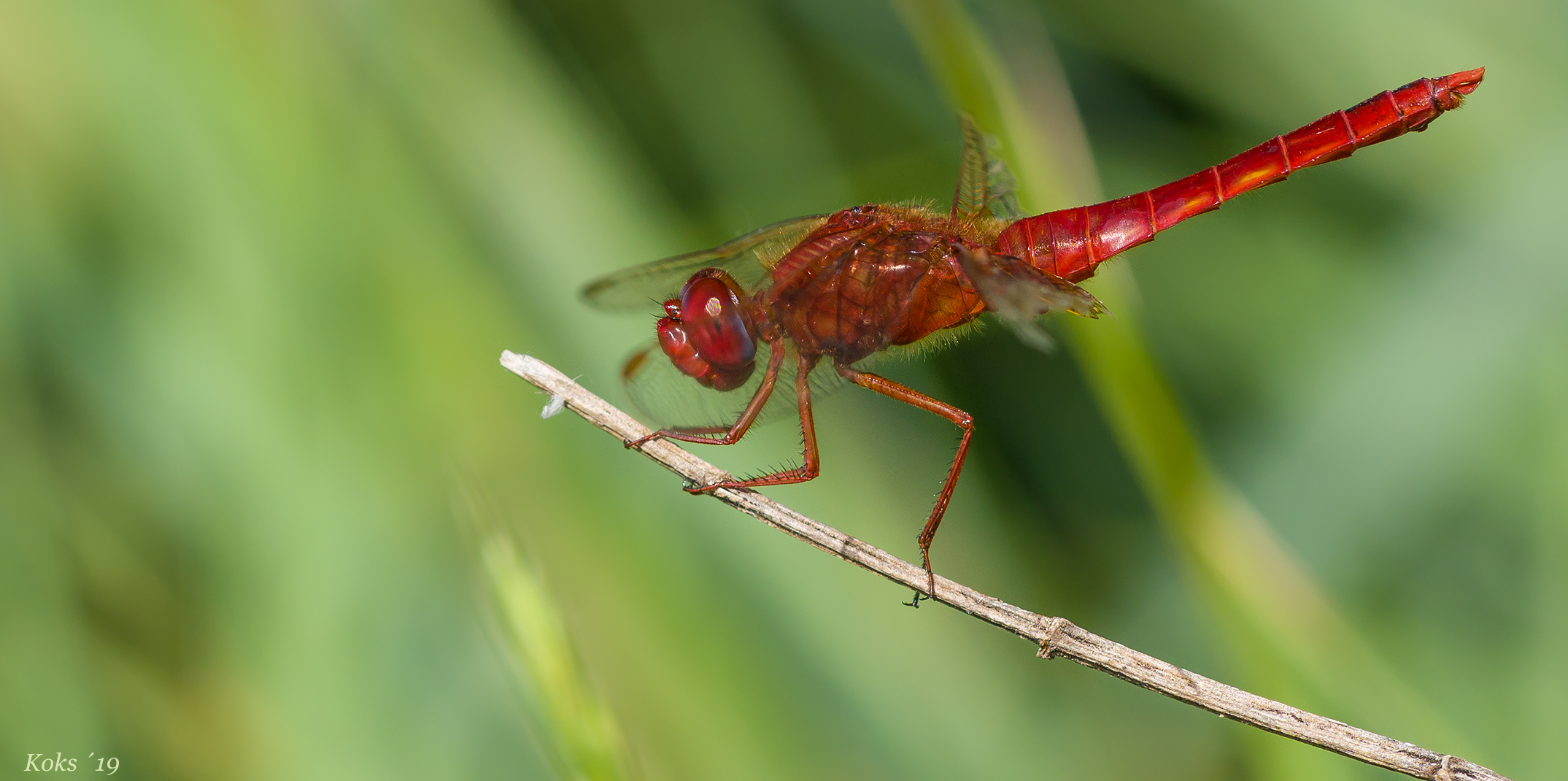 heimische Fauna