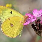 HEIMISCHE FAUNA UND FLORA