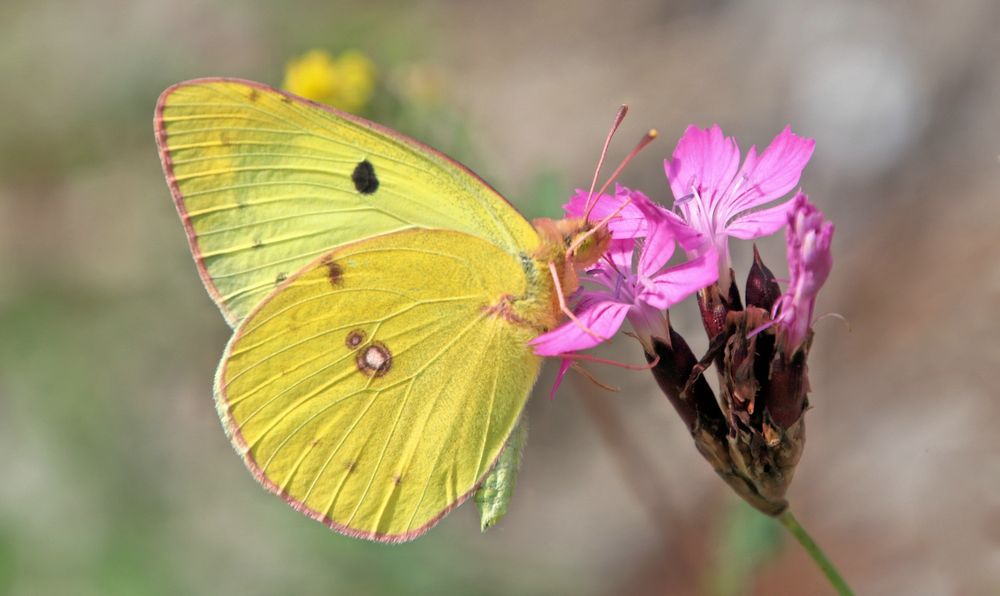 HEIMISCHE FAUNA UND FLORA