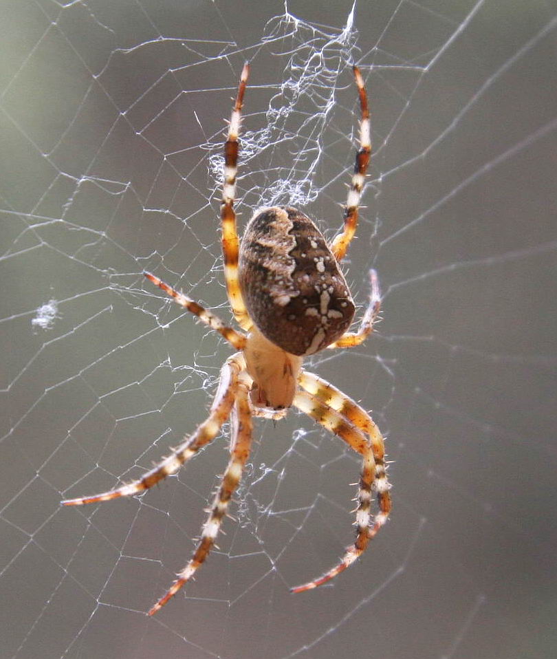 heimische Kreuzspinne