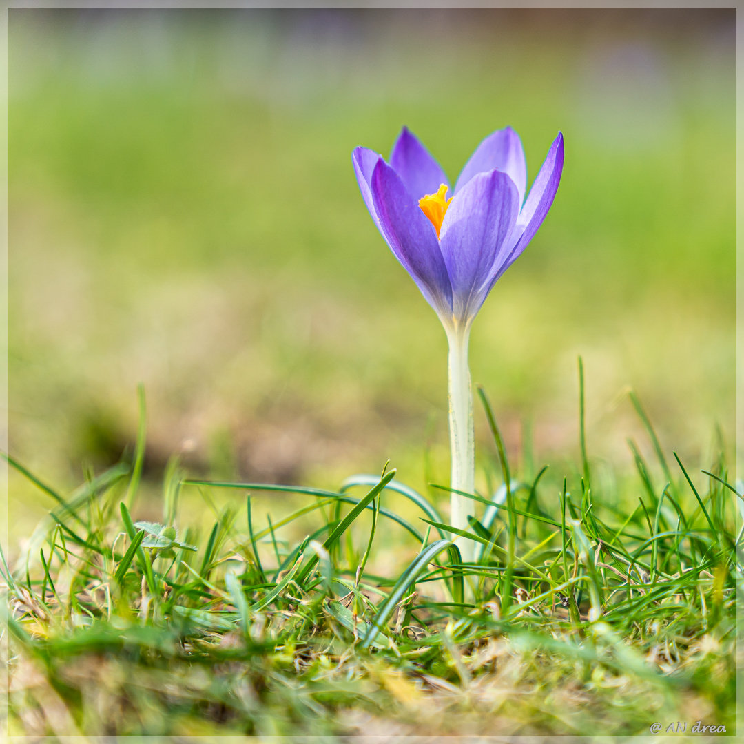 Heimische Krokusse in Berlin 