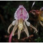 Heimische Orchidee (Epipogium aphyllum)