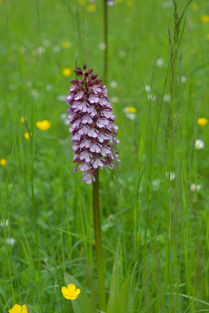 heimische Orchidee - Knabenkraut -