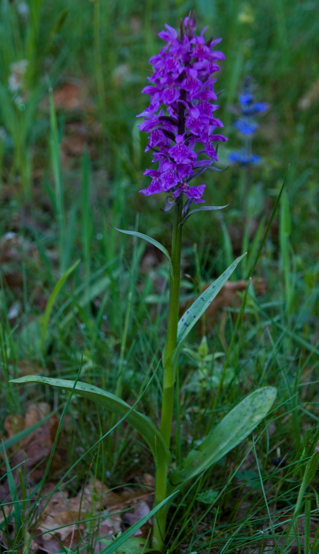 heimische Orchideen Foto &amp; Bild pflanzen, pilze, blüten Bilder auf