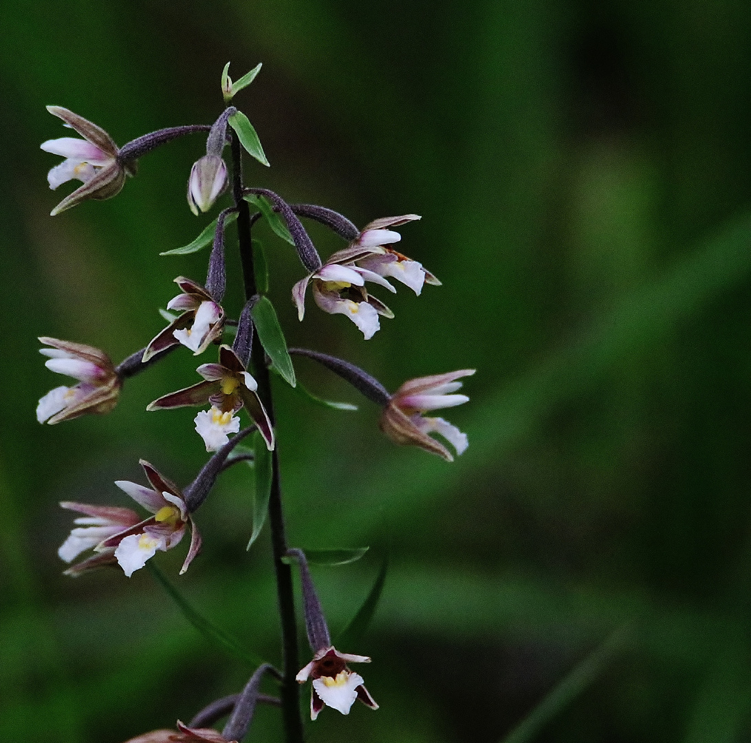 Heimische Orchideen/ 2