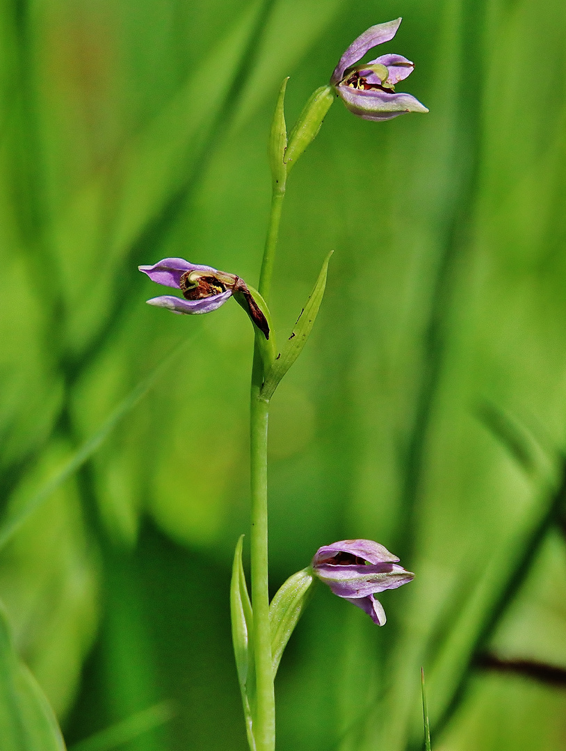 Heimische Orchideen/ 3 