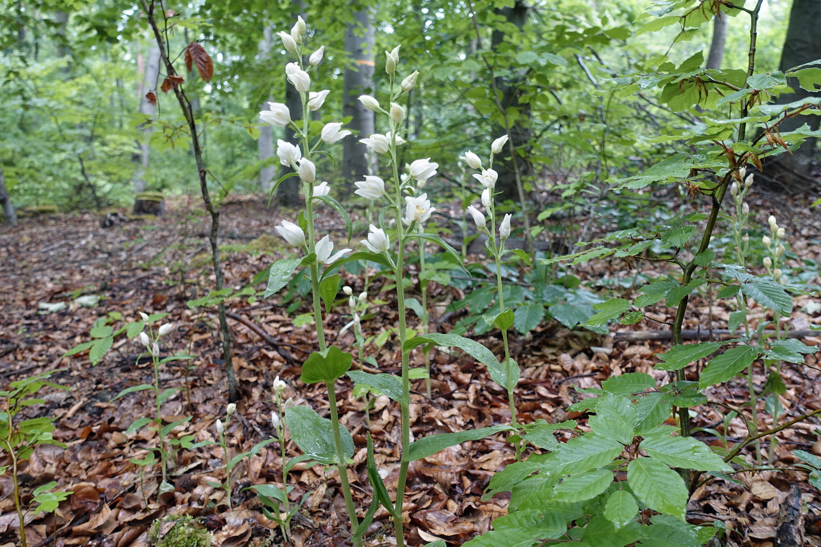 Heimische Orchideen