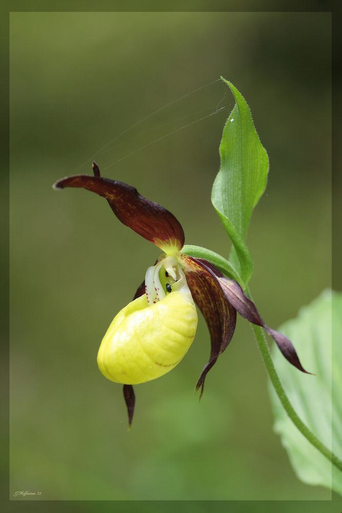 heimische Orchideen - Frauenschuh