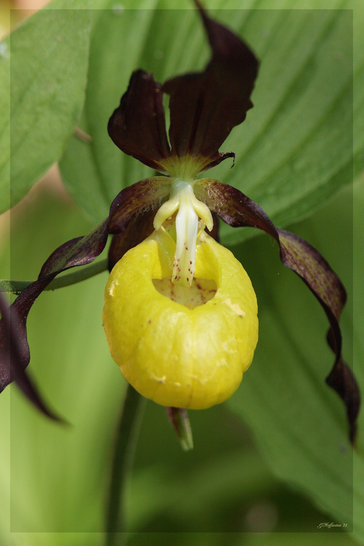 heimische Orchideen - Frauenschuh (II)