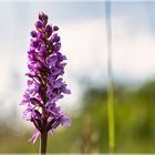 Heimische Orchideen Mücken-Händelwurz Gymnadenia conopsea