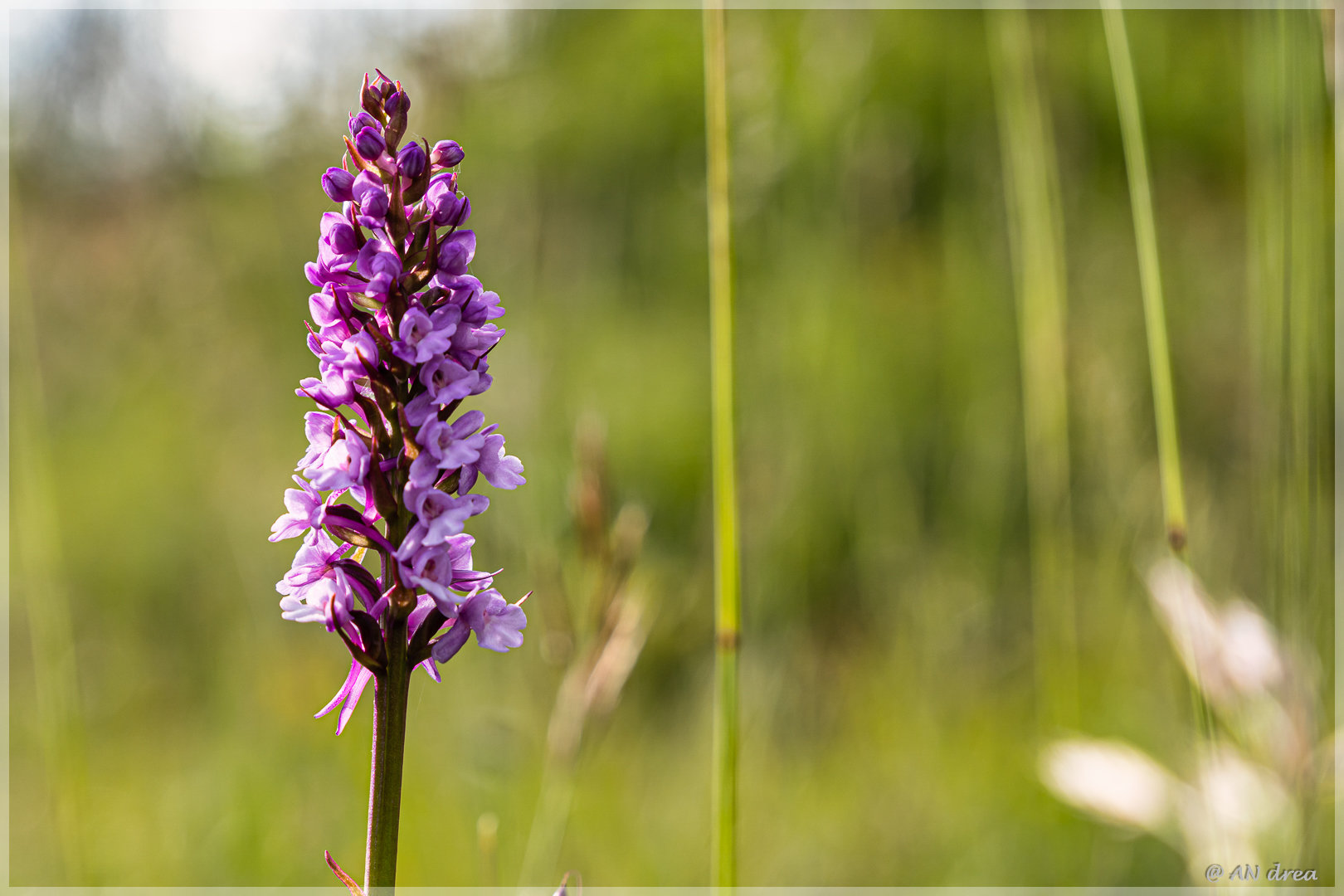 Heimische Orchideen Mücken-Händelwurz Gymnadenia conopsea