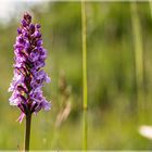 Heimische Orchideen Mücken-Händelwurz Gymnadenia conopsea