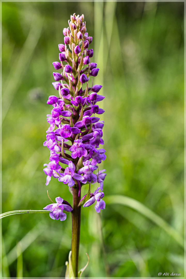 Heimische Orchideen Mücken-Händelwurz Gymnadenia conopsea