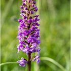 Heimische Orchideen Mücken-Händelwurz Gymnadenia conopsea