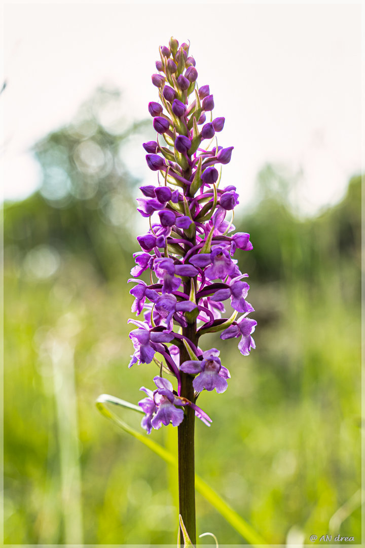 Heimische Orchideen Mücken-Händelwurz Gymnadenia conopsea