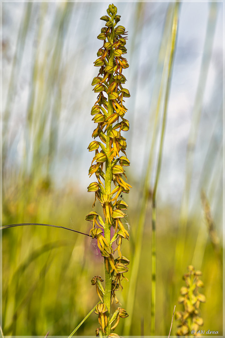 Heimische Orchideen Ohnspron Aceras anthropophorum