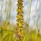 Heimische Orchideen Ohnspron Aceras anthropophorum