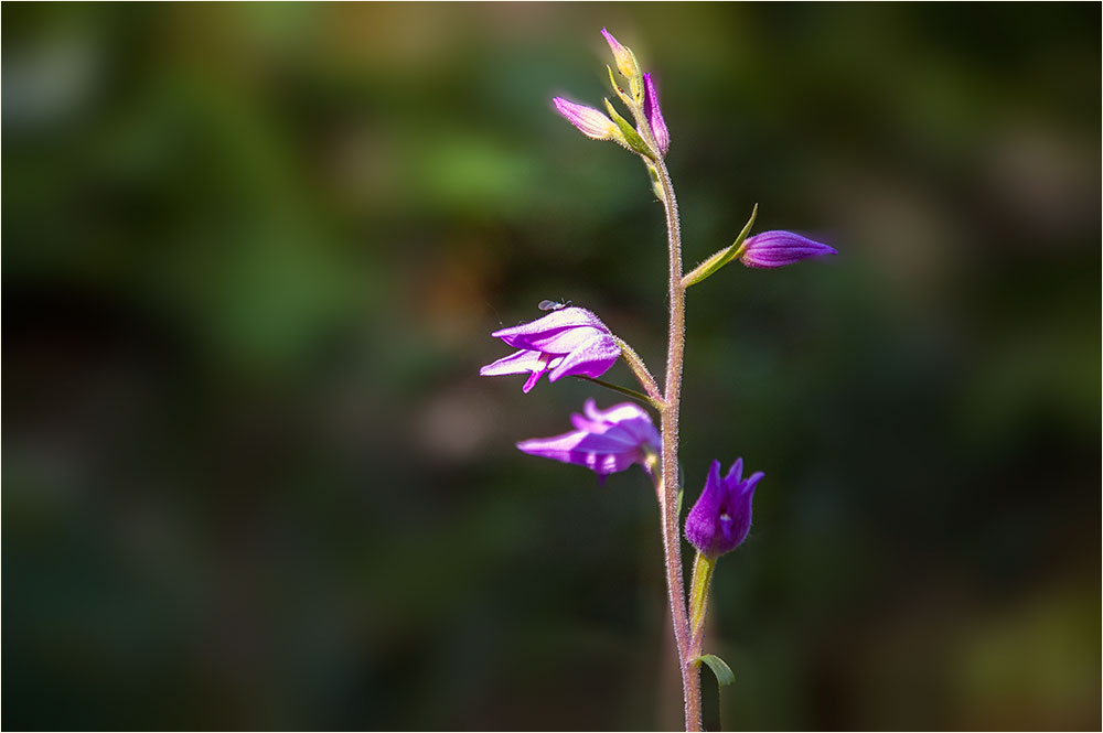 Heimische Orchideen - Rotes Waldvögelein