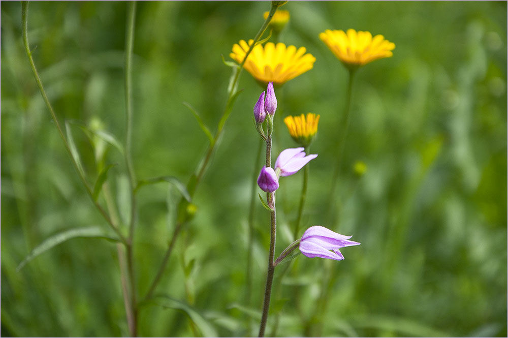 Heimische Orchideen - Rotes Waldvögelein