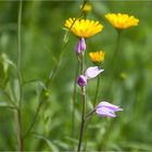 Heimische Orchideen - Rotes Waldvögelein