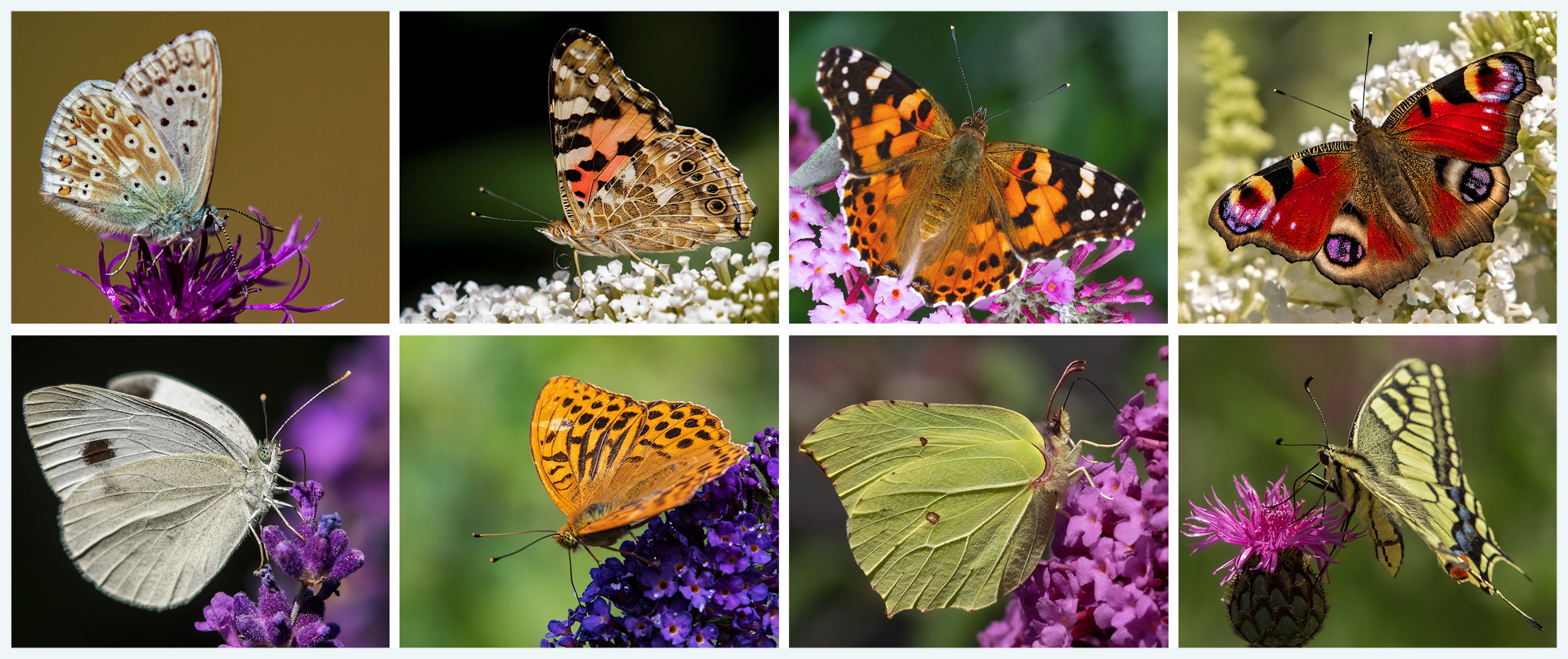Heimische Schmetterlinge Bilder mit Namen:  A Colorful Journey into the World of Butterflies!