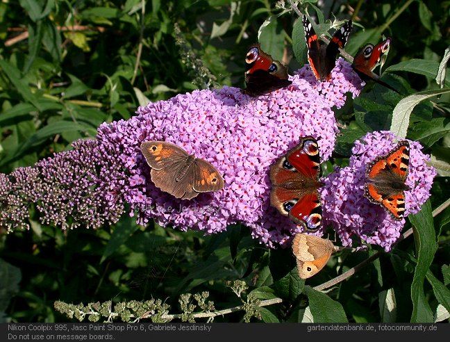 Heimische Schmetterlinge