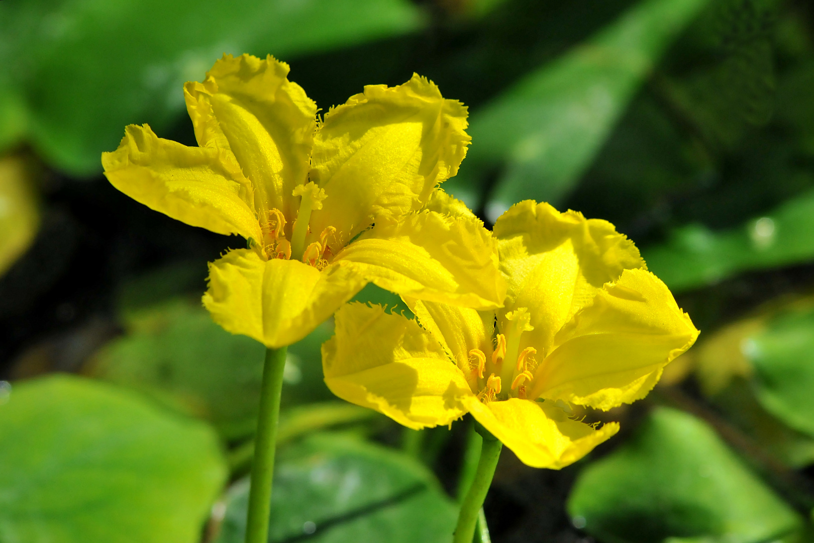 Heimische Seekanne (Nymphoides peldata)