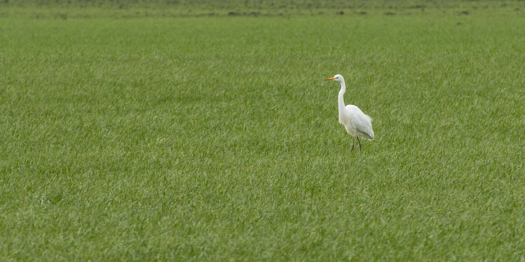 Heimische Vögel 03