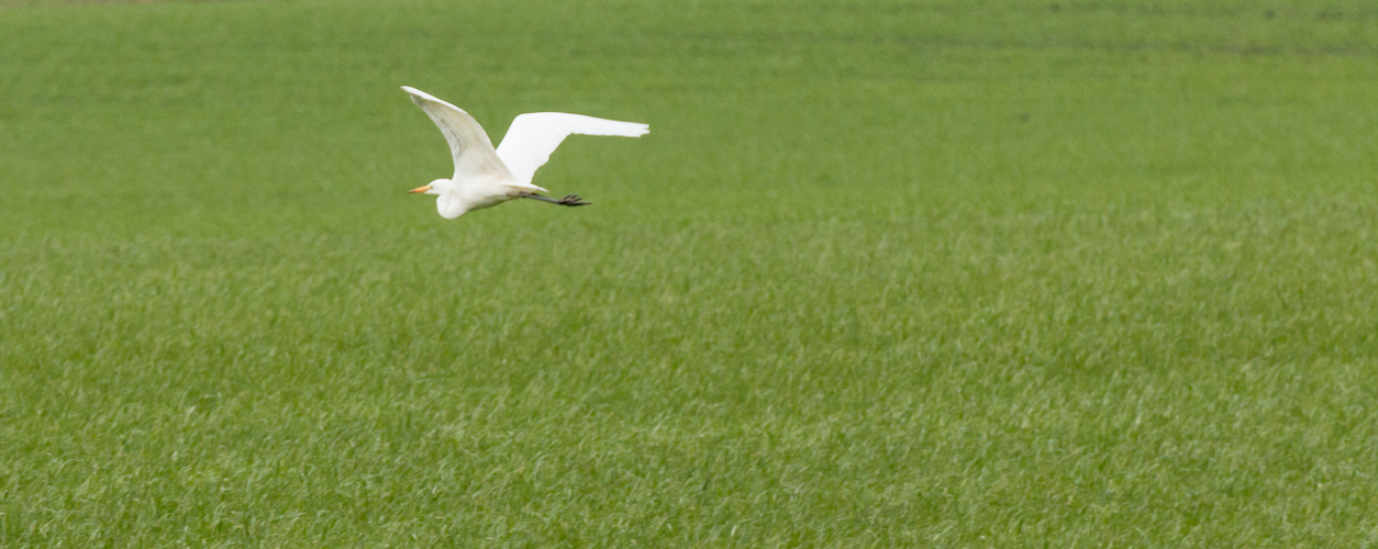 Heimische Vögel 04