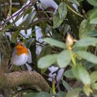 Heimische Vögel... Das Rotkehlchen