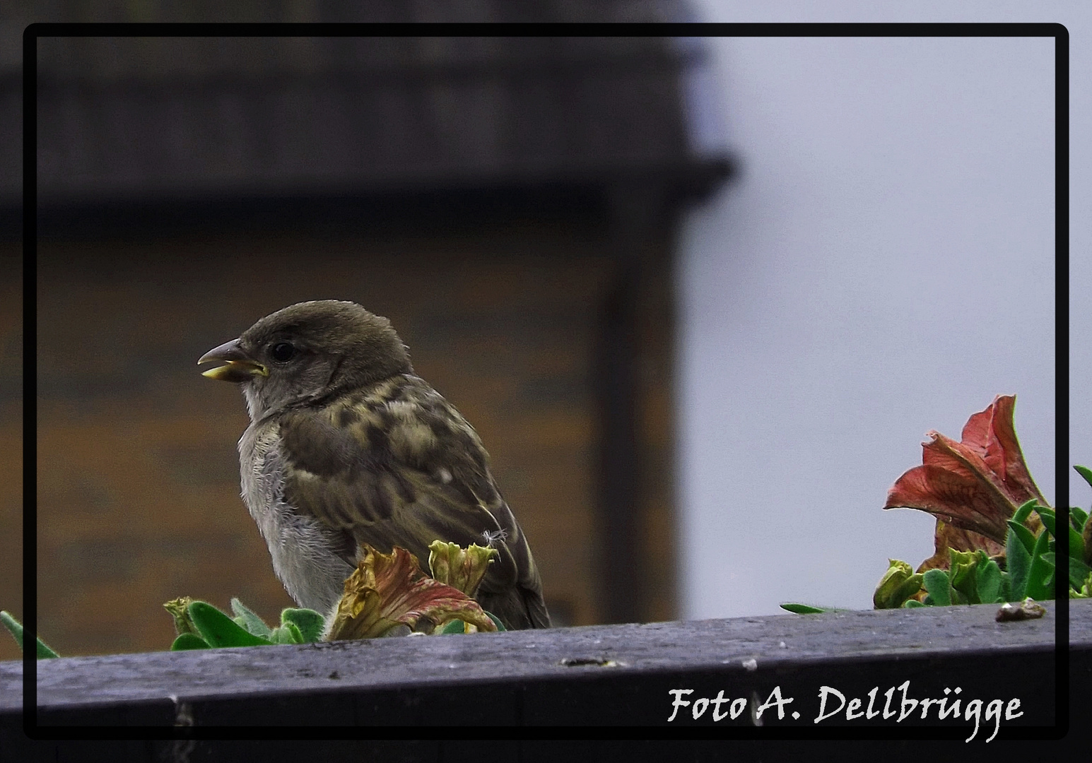 Heimische Vögel Nr.01