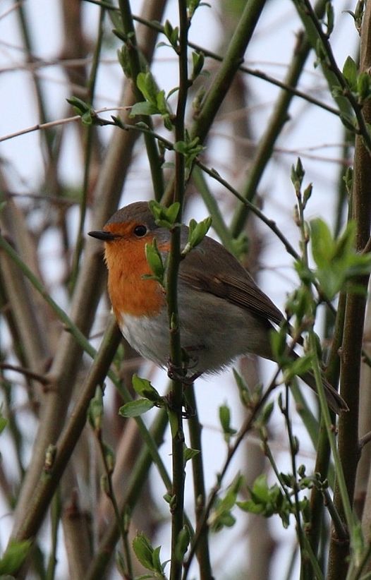 Heimische Vögel: Rotkehlchen (Erithacus rubecula)