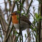 Heimische Vögel: Rotkehlchen (Erithacus rubecula)