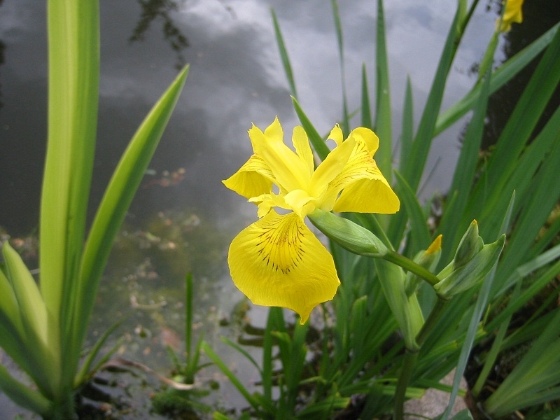 Heimische Wasserschwertlilie (Iris pseudacorus) Foto & Bild pflanzen