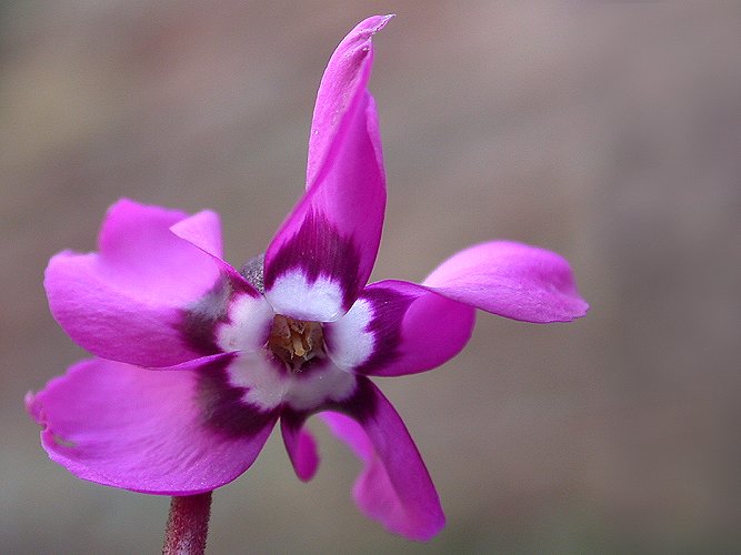 Heimische Wildblumen: Die ersten Freiland-Alpenveilchen beginnen zu blühen