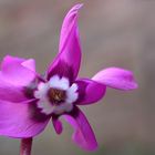 Heimische Wildblumen: Die ersten Freiland-Alpenveilchen beginnen zu blühen