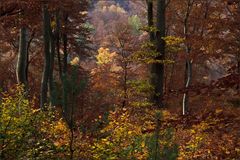 Heimischer Herbstwald