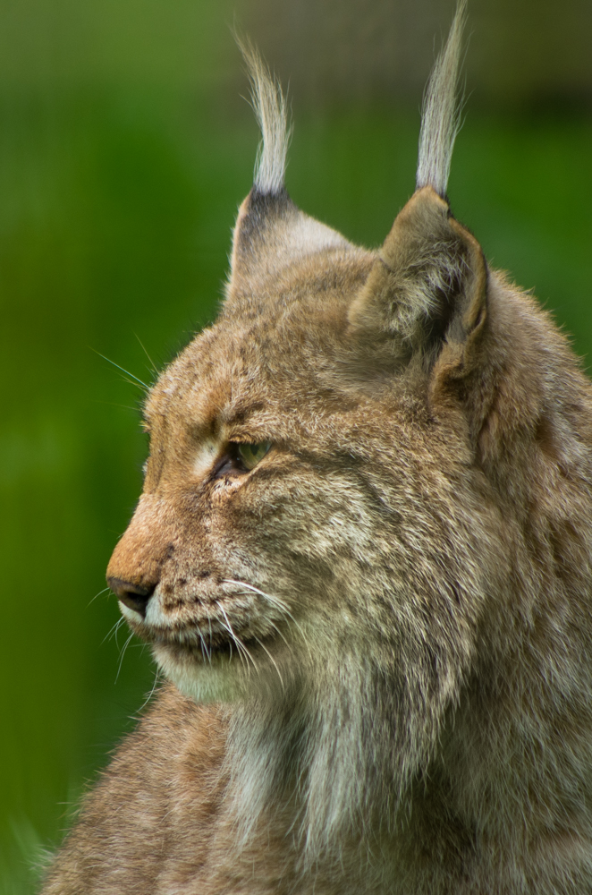 Heimischer Löwe