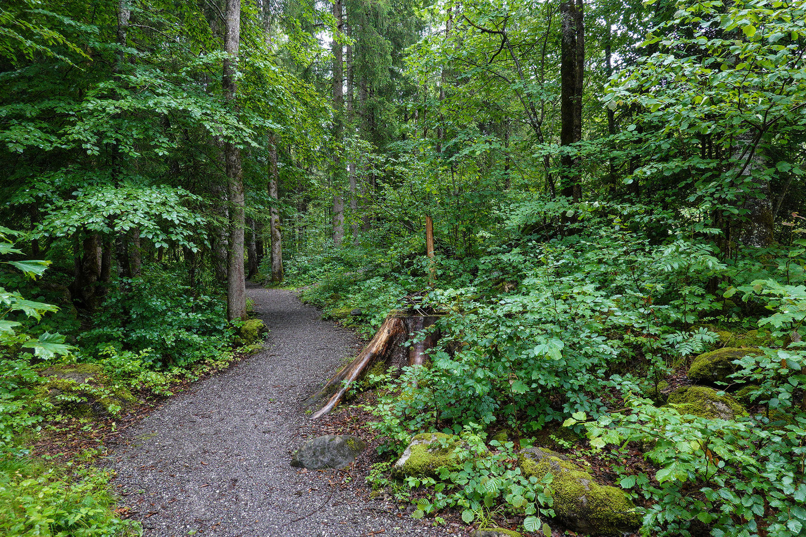 Heimischer Regenwald