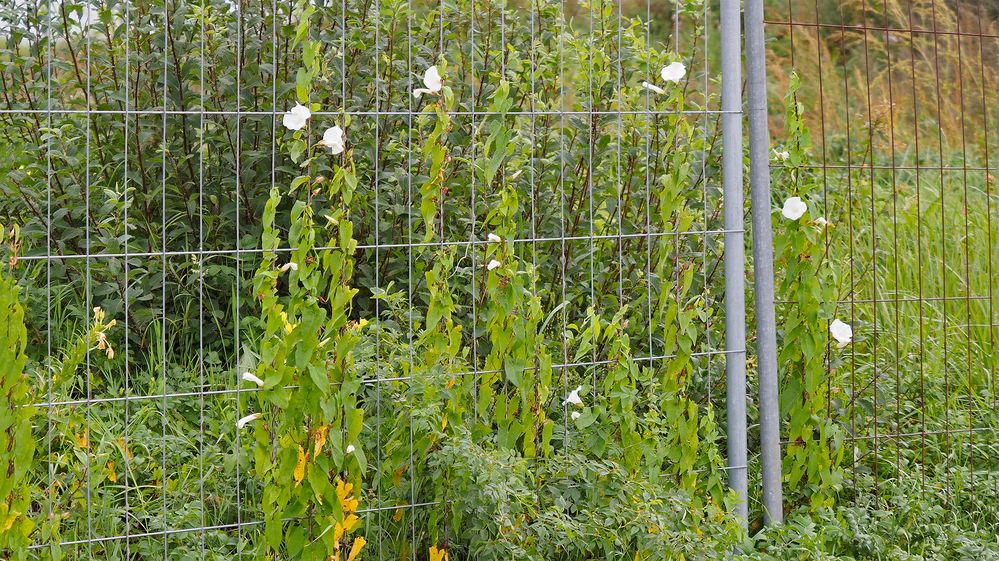 Heimischer Schlingpflanzen-Wettbewerb am Bauzaun (hier Ackerwinde, Convolvulus arvensis)