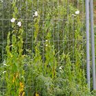 Heimischer Schlingpflanzen-Wettbewerb am Bauzaun (hier Ackerwinde, Convolvulus arvensis)