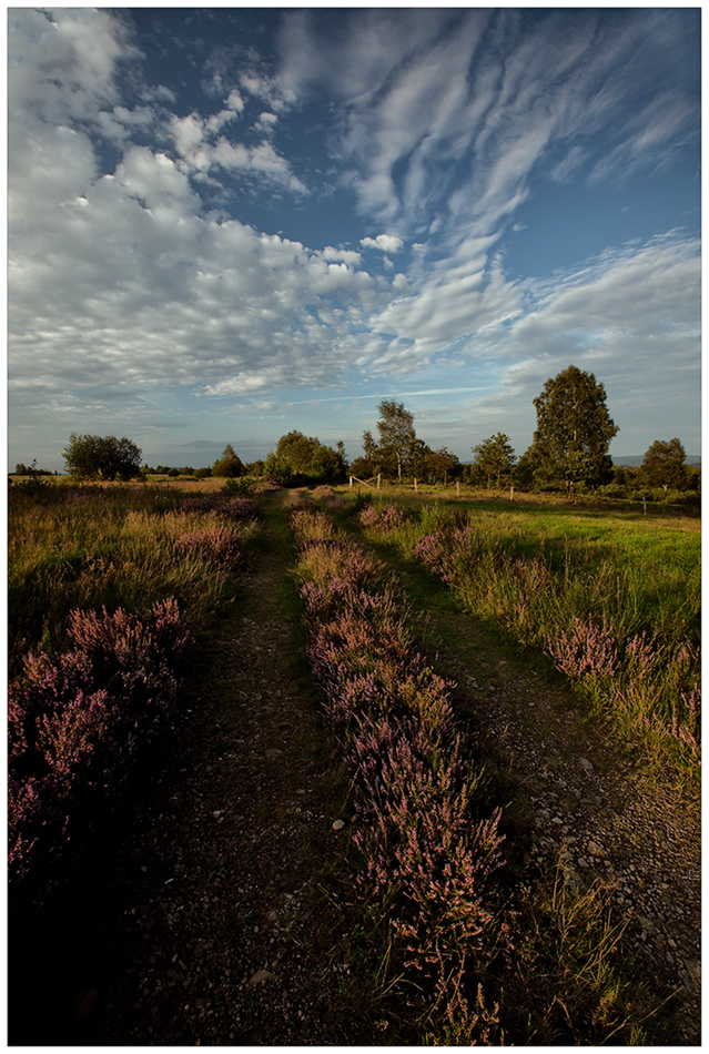 heimischer Spätsommer spätnachmittag Spaziergang